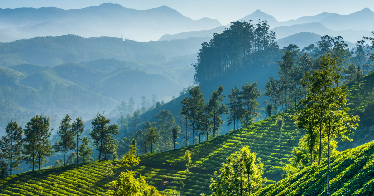 Nillai Tea Garden